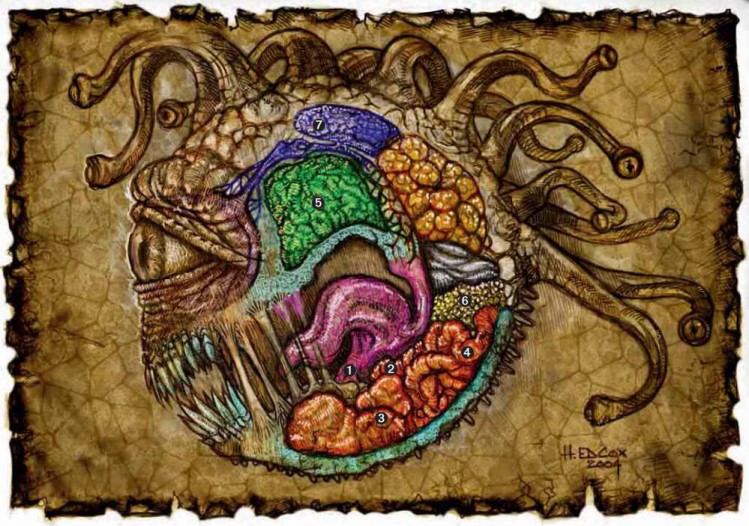 说明: E:\文件原档\未完成版\异怪之书(LoM)\3巨眼暴君\内部构造.files\内部构造1102.png